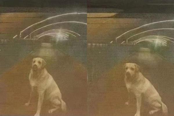 Treo thưởng 32 tỷ đồng tìm chó lạc, sự thật sau đó khiến dân mạng tức điên-1