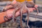 Người đàn ông suýt chết nghẹn vì nuốt chửng cả con bạch tuộc sống