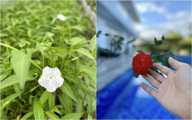 Cơ ngơi đi mỏi chân không hết của nữ ca sĩ vừa gây bão với nhan sắc không tuổi-6