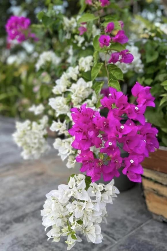 Cơ ngơi đi mỏi chân không hết của nữ ca sĩ vừa gây bão với nhan sắc không tuổi-13