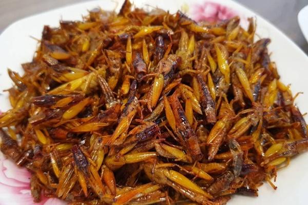 Người phụ nữ ở Nghệ An tử vong sau khi ăn một con châu chấu rang-2