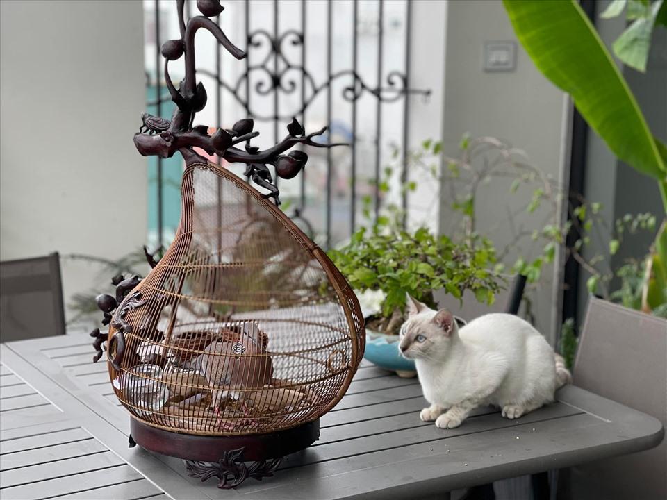 Nhà vườn ở Thanh Hóa từng gây xôn xao của Vua nhạc đỏ vụt sáng nhờ Sao Mai-9