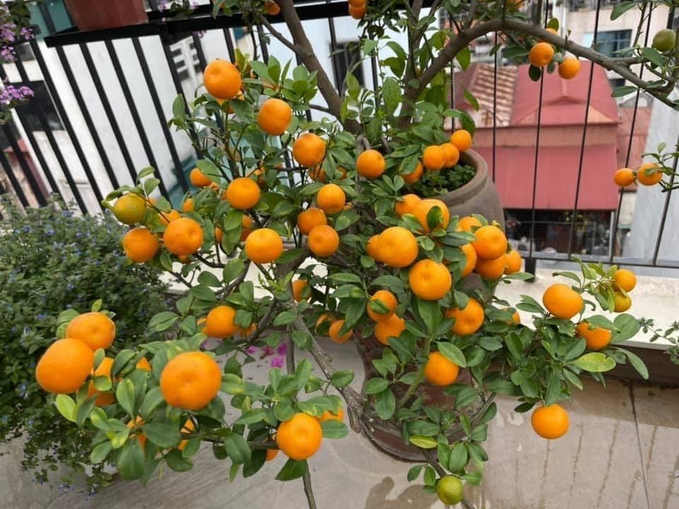 Nhà vườn ở Thanh Hóa từng gây xôn xao của Vua nhạc đỏ vụt sáng nhờ Sao Mai-15