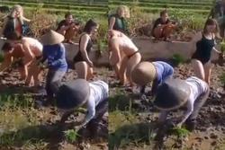 Tranh cãi nhóm nữ du khách mặc bikini cấy lúa giúp nông dân