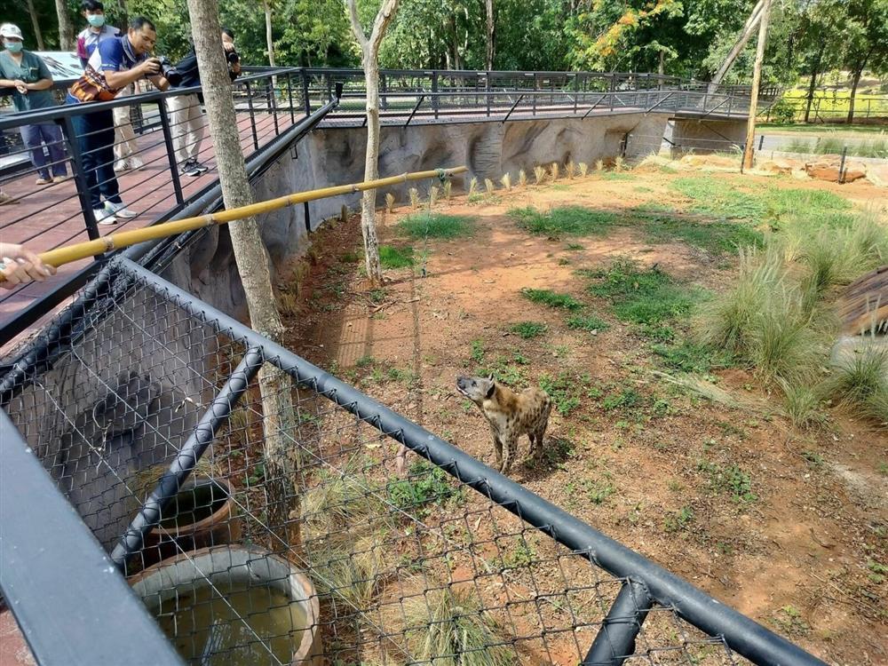 Xây chuồng hơn 16 tỉ đồng cho linh cẩu, vườn thú khiến du khách trầm trồ-1