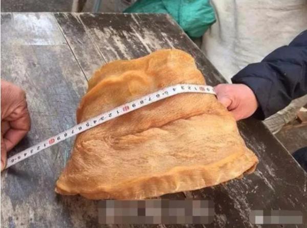 Ngư dân phơi bong bóng cá rồi bỏ quên, 38 năm sau biến thành thứ giá trị tiền tỷ-3