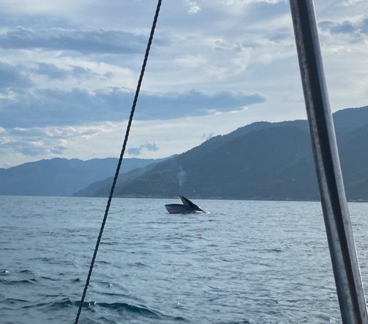Ngoạn mục cảnh cá voi dài 15 mét lần đầu xuất hiện ở vịnh Vũng Rô-2