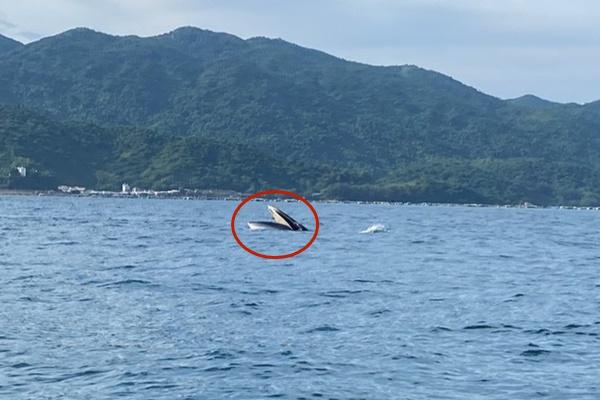 Khách sốc cảnh 78 con cá voi bị giết, máu nhuộm đỏ nước biển ở Đan Mạch-4