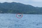 Ngoạn mục cảnh cá voi dài 15 mét lần đầu xuất hiện ở vịnh Vũng Rô