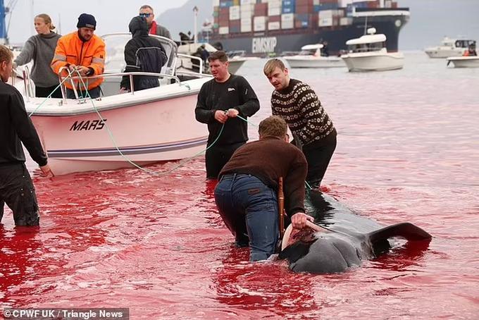 Khách sốc cảnh 78 con cá voi bị giết, máu nhuộm đỏ nước biển ở Đan Mạch-1