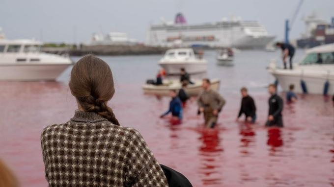 Khách sốc cảnh 78 con cá voi bị giết, máu nhuộm đỏ nước biển ở Đan Mạch-2