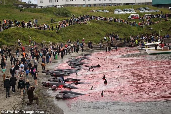 Khách sốc cảnh 78 con cá voi bị giết, máu nhuộm đỏ nước biển ở Đan Mạch-3