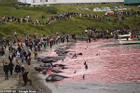 Khách sốc cảnh 78 con cá voi bị giết, máu nhuộm đỏ nước biển ở Đan Mạch