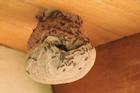 Tò vò làm tổ trong nhà có ý nghĩa gì trong phong thủy?