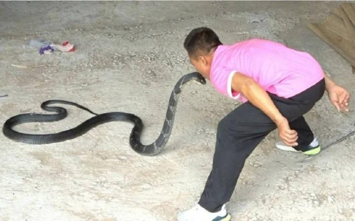 Vua rắn quyết định nghỉ hưu sau nhiều lần chọc tức Diêm vương-1