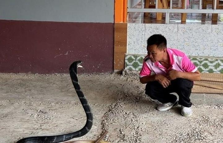 Vua rắn quyết định nghỉ hưu sau nhiều lần chọc tức Diêm vương-2