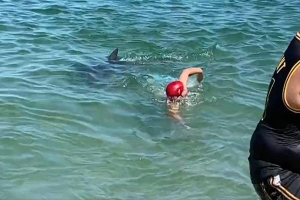 Clip: Khoảnh khắc tuyệt đẹp người lướt sóng cùng hàng chục con cá heo-1