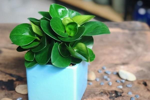 11 loại cây phong thủy tốt cho người mệnh Thổ-6