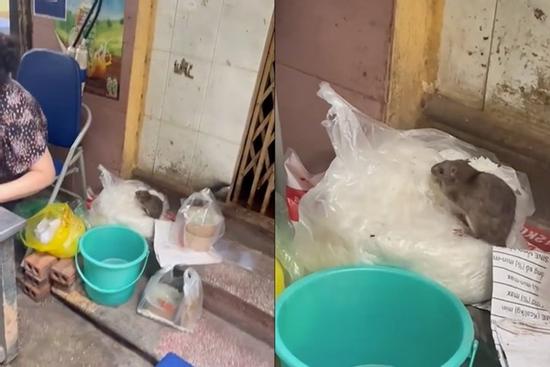 Sự thật đoạn video 'chuột chễm chệ trên túi bún' ở Hà Nội gây xôn xao