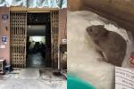 Hà Nội: Tạm đóng cửa, đề xuất xử phạt quán có chuột 'chễm chệ' trên túi bún