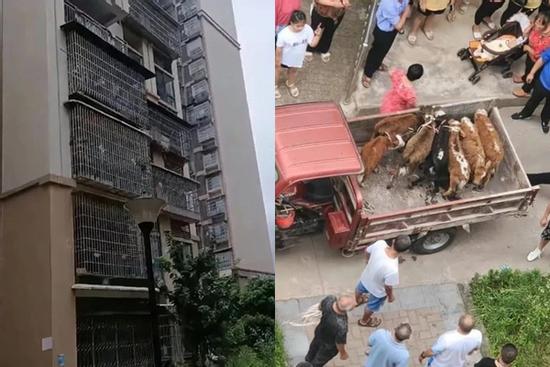 Hàng xóm nuôi 7 con bò trên ban công tầng 5 chung cư gây phẫn nộ