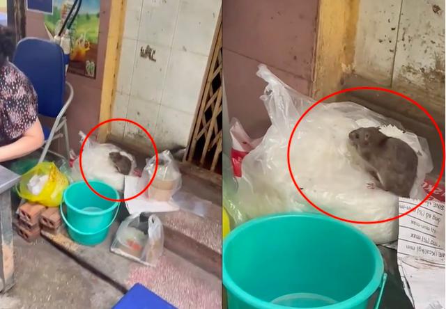 Vụ chuột cống chễm chệ trên túi bún ở Hà Nội: Chủ quán suy sụp, kể lại giây phút đuổi con chuột lì đòn-3