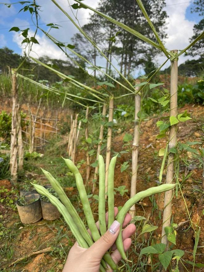 Chàng trai cầu hôn bằng chiếc nhẫn 150.000 đồng, đưa vợ đi mua mảnh đất 40.000m2-14