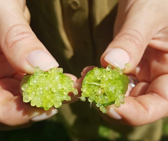 Loại quả được giới nhà giàu Trung Quốc ưa chuộng: 1kg giá gần nửa lượng vàng-3