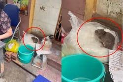 Quán ăn có chuột 'ngồi' chễm chệ trên túi bún ở Hà Nội bị phạt hơn 2 triệu đồng