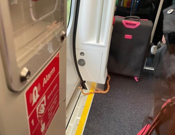 Con rắn gây náo loạn trên chuyến tàu chở khách-1