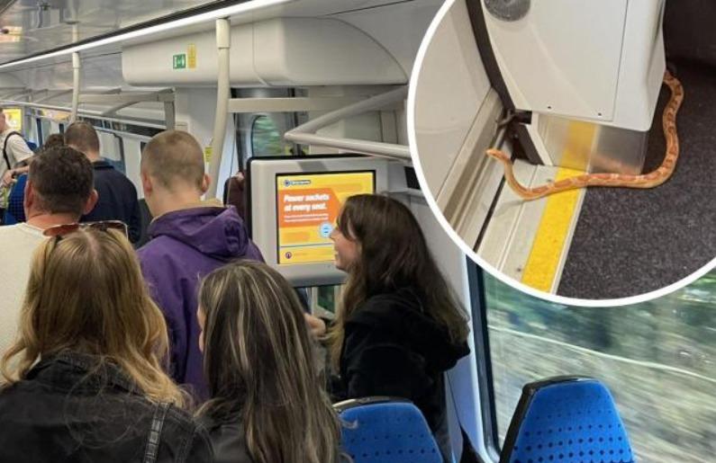 Con rắn gây náo loạn trên chuyến tàu chở khách-2