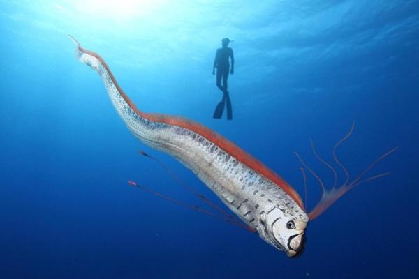 Những loại cá giàu canxi, rẻ hơn cá hồi, bán đầy chợ Việt-1