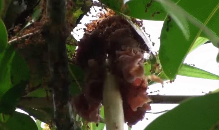 Đặc sản Tam Đảo tên nghe lạ tai, khách tò mò săn lùng thưởng thức-1