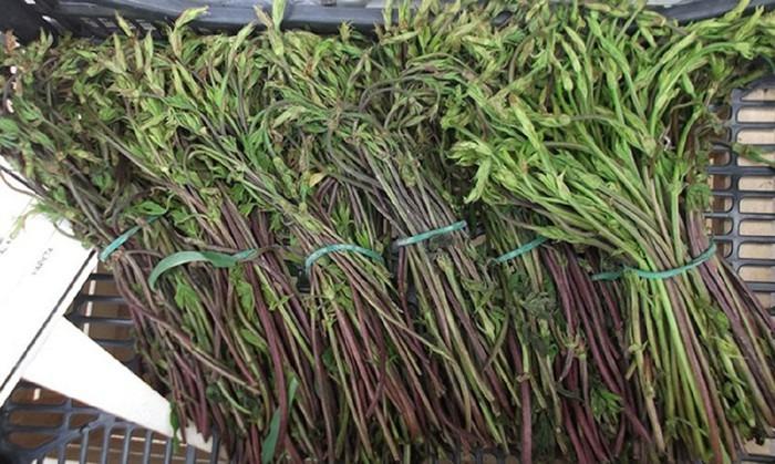 Chồi hoa từng bị vứt bỏ bỗng được giới nhà giàu săn lùng-1