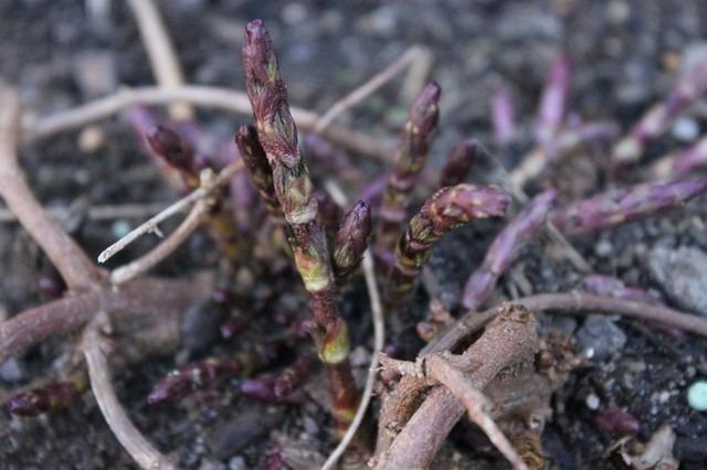 Chồi hoa từng bị vứt bỏ bỗng được giới nhà giàu săn lùng-2