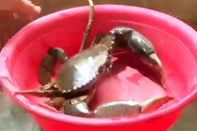 Sóc Trăng: Đặt lú dưới kênh ven biển, người dân bắt được con cua nặng 1,7kg-1