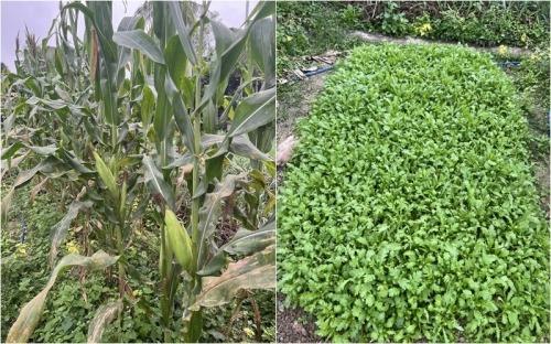 Lần đầu tiên xứ Nghệ có hai chị em ruột cùng lọt Top cuộc thi Hoa hậu danh giá, ngôi nhà ở quê có gì đặc biệt?-10