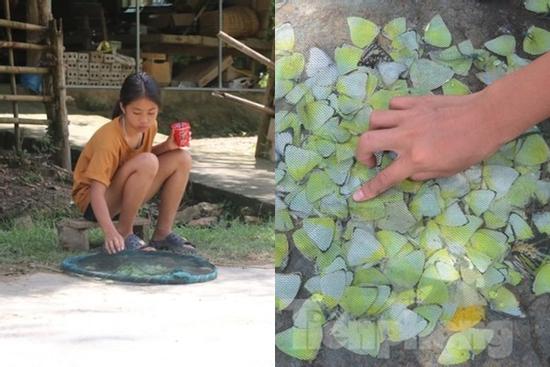 Mùa bướm đặc sản độc lạ ở miền Tây Nghệ An