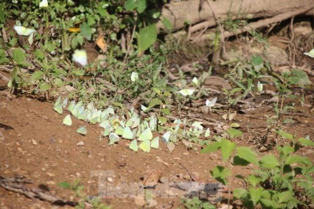 Mùa bướm đặc sản độc lạ ở miền Tây Nghệ An-2