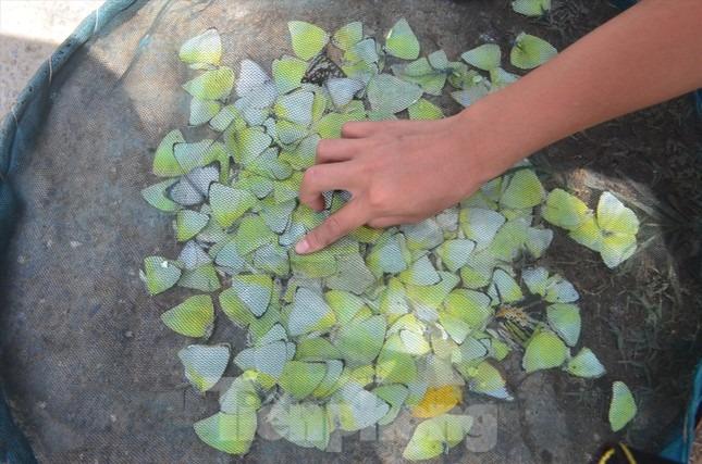 Mùa bướm đặc sản độc lạ ở miền Tây Nghệ An-5