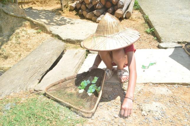 Mùa bướm đặc sản độc lạ ở miền Tây Nghệ An-6