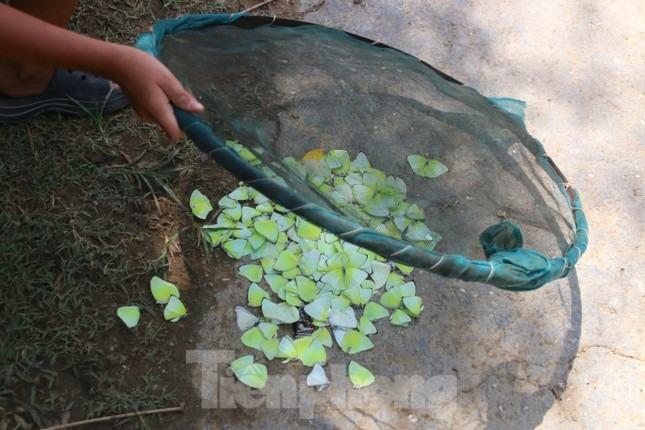 Mùa bướm đặc sản độc lạ ở miền Tây Nghệ An-8