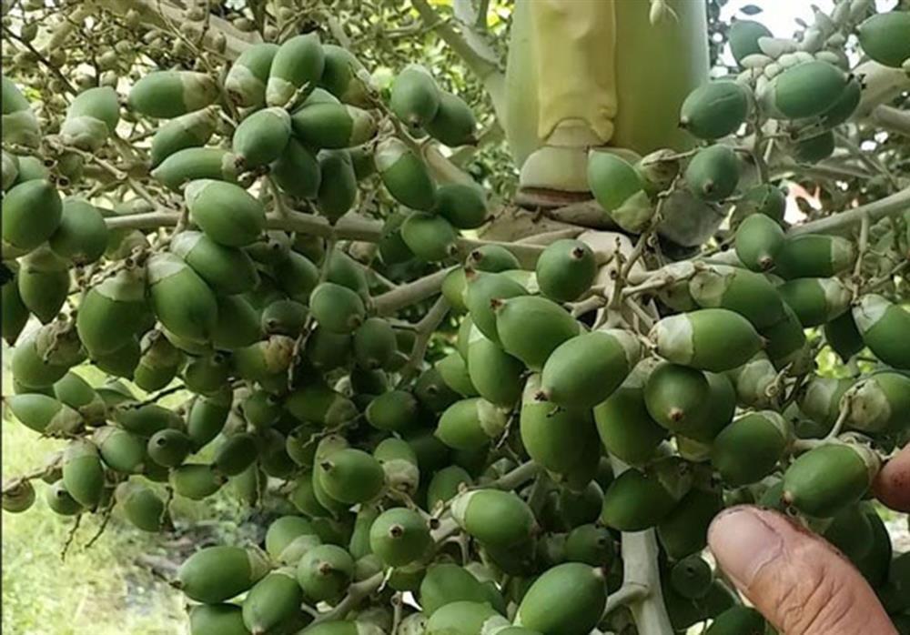 Loại quả trước bỏ đi giờ thành đặc sản, muốn mua không dễ-1