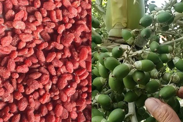 3 loại quả khiến ung thư sợ được thế giới ca ngợi, Việt Nam có đầy vườn nhà-2