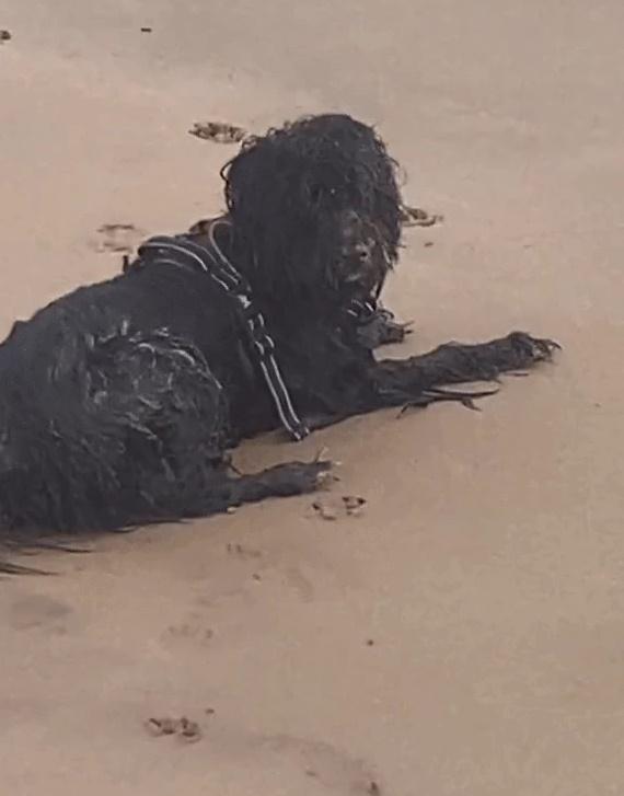 Khoảnh khắc người ngoài hành tinh đen xuất hiện trên bãi biển khiến 27 triệu người xem khiếp sợ-2