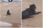 Khoảnh khắc 'người ngoài hành tinh đen' xuất hiện trên bãi biển khiến 27 triệu người xem khiếp sợ