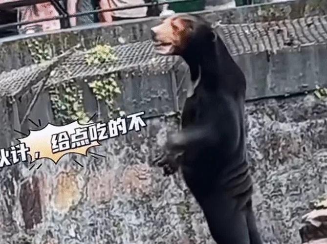 Nghi vấn vườn thú Trung Quốc để người đóng giả làm gấu chó cho khách xem?-1