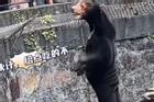Nghi vấn vườn thú Trung Quốc để người đóng giả làm gấu chó cho khách xem?