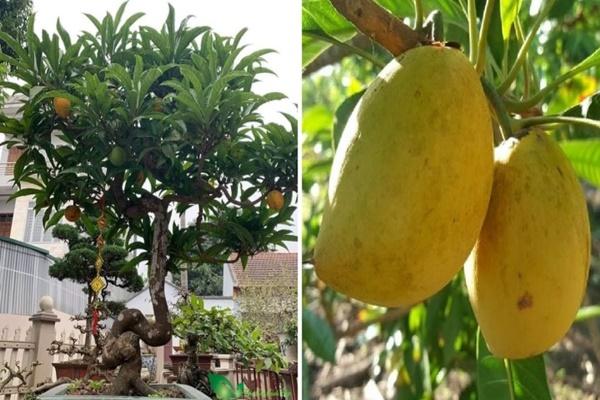 Có nên trồng cây vú sữa trước nhà?-2