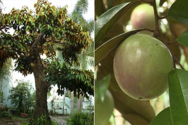 Có nên trồng cây đu đủ trước cửa nhà?-2